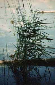 Water Grass - a high-contrast photograph, © ctLow 2002