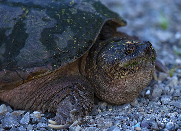 Snapping Turtle close-up