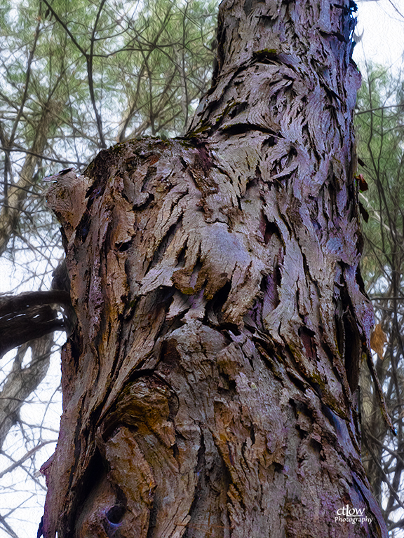 coarse flaky scaly tree trunk bark shagbark hickory