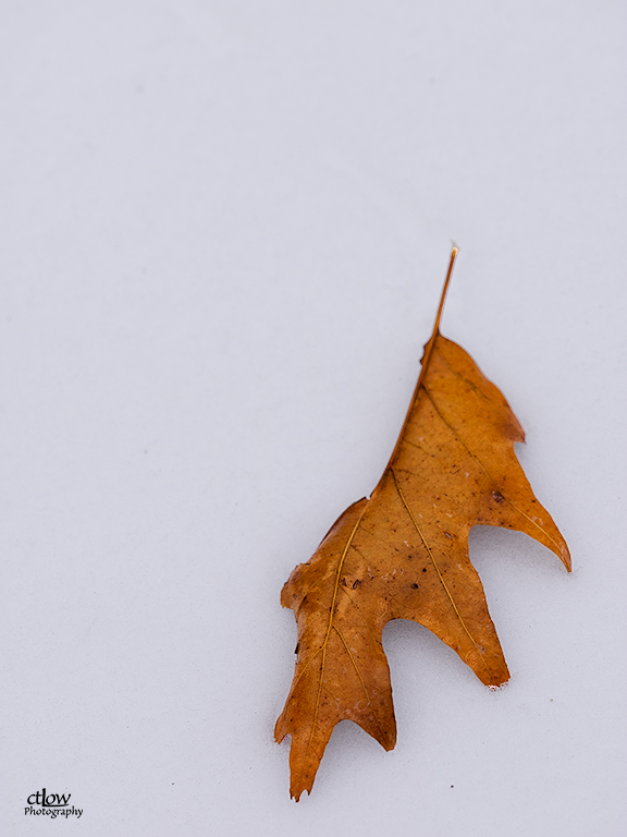 Red Oak Leaf in Snow