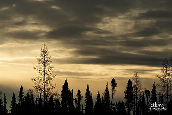 boreal trees clouds