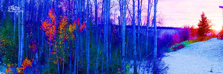 Birch tree stand sunset