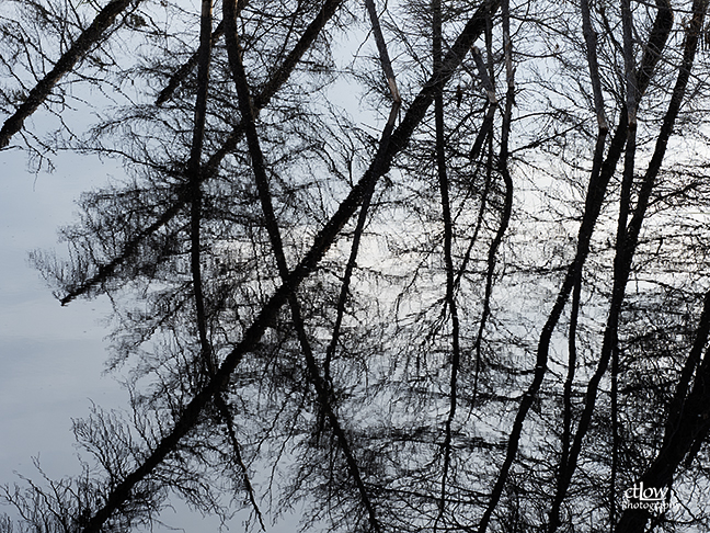 dead tree reflections