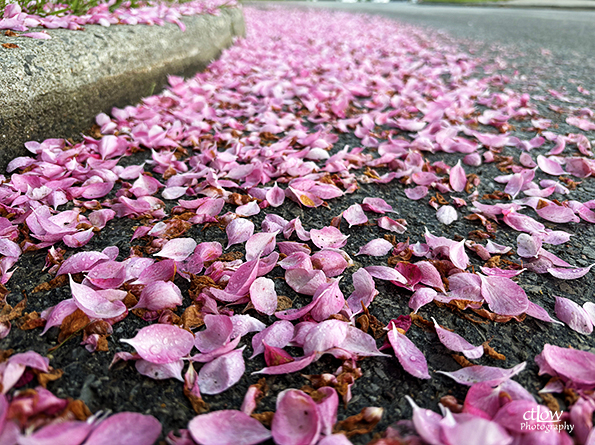 crab apple petals road blockhouse island brockville ontario crab apple petals road blockhouse island brockville ontario